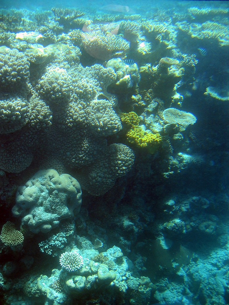 056 Great Barrier Reef.jpg